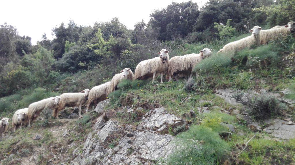 Campagna sarda con pecore